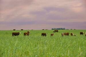 Countryside landscape with cows grazing, La Pampa, Argentina photo