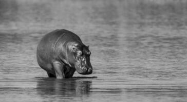 hipopótamo anfibio en pozo de agua, kruger nacional parque, sur África foto