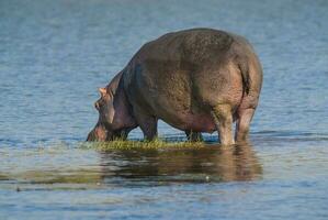 HIPPOPOTAMUS AMPHIBIUS in waterhole, Kruger National park,South Africa photo