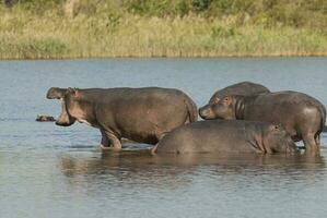 hipopótamo anfibio en pozo de agua, kruger nacional parque, sur África foto