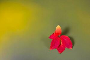 Autumn leaves in the green background photo