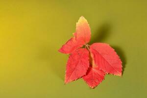 Autumn leaves in the green background photo