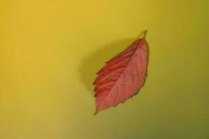 Autumn leaves in the green background photo