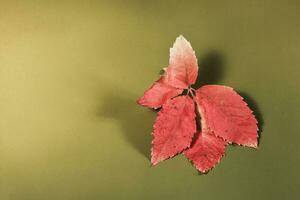 Autumn leaves in the green background photo