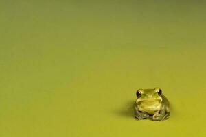 Montevideo Treefrog, Hyla Pulchela,  La Pampa, Patagonia,Argentina. photo