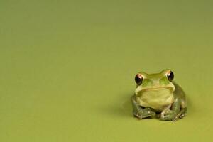 Montevideo Treefrog, Hyla Pulchela,  La Pampa, Patagonia,Argentina. photo