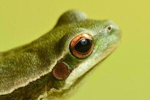 Montevideo Treefrog, Hyla Pulchela,  La Pampa, Patagonia,Argentina. photo