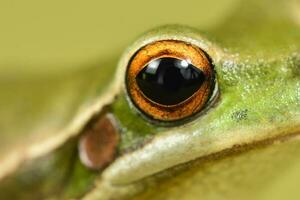 Montevideo Treefrog, Hyla Pulchela,  La Pampa, Patagonia,Argentina. photo