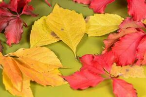 Autumn leaves in the green background photo