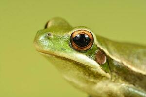 Montevideo Treefrog, Hyla Pulchela,  La Pampa, Patagonia,Argentina. photo