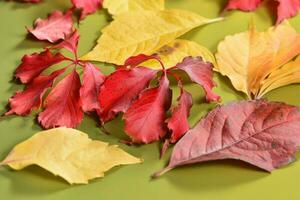 Autumn leaves in the green background photo