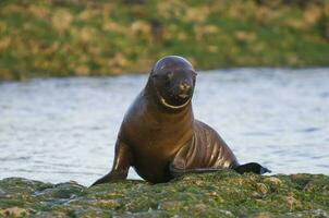 Baby South American Sea Lion, Peninsula Valdes, Chubut Province Patagonia Argentina photo