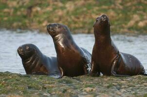 Baby South American Sea Lion, Peninsula Valdes, Chubut Province Patagonia Argentina photo