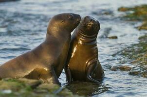 bebé sur americano mar león, península Valdés, chubut provincia Patagonia argentina foto