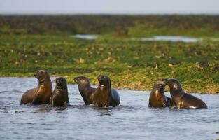 Baby South American Sea Lion, Peninsula Valdes, Chubut Province Patagonia Argentina photo