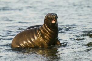 Baby South American Sea Lion, Peninsula Valdes, Chubut Province Patagonia Argentina photo