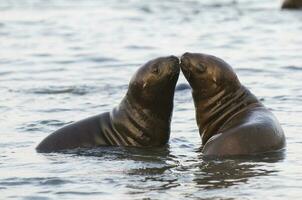 Baby South American Sea Lion, Peninsula Valdes, Chubut Province Patagonia Argentina photo