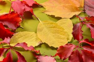 Autumn leaves in the green background photo