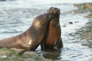 Baby South American Sea Lion, Peninsula Valdes, Chubut Province Patagonia Argentina photo