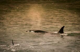 orca Patagonia , argentina foto