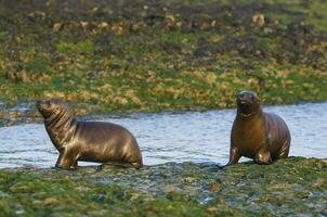 Baby South American Sea Lion, Peninsula Valdes, Chubut Province Patagonia Argentina photo