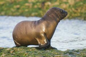 Baby South American Sea Lion, Peninsula Valdes, Chubut Province Patagonia Argentina photo