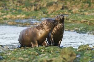 Sea Lion baby photo