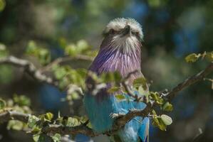 lila pecho rodillo encaramado kruger nacional parque, sur África foto