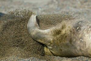 Elephant seal pectoral fin, Peninsula Valdes, Chubut Province, Patagonia, Argentina photo