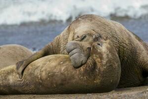 elefante sello Pareja apareamiento , península Valdés, chubut provincia, Patagonia, argentina foto