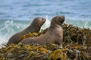 Baby South American Sea Lion, Peninsula Valdes, Chubut Province Patagonia Argentina photo