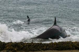 Killer Whale, Orca, hunting a sea lion pup, Peninsula Valdes, Patagonia Argentina photo