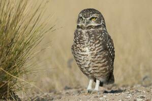 Burrowing Owl, Peninsula Valdes, Chubut Province, Patagonia, Argentina photo