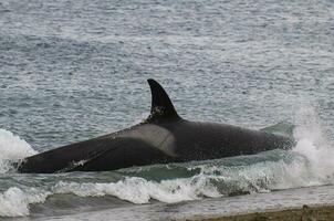 Killer Whale, Orca, hunting a sea lion pup, Peninsula Valdes, Patagonia Argentina photo