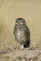 Burrowing Owl, Peninsula Valdes, Chubut Province, Patagonia, Argentina photo