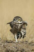 Burrowing Owl, Peninsula Valdes, Chubut Province, Patagonia, Argentina photo