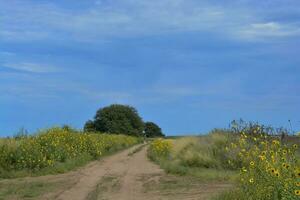 Pampas rural way  Landscape, La Pampa Province, Patagonia, Argentina. photo