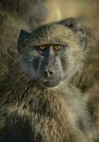 babuino, kruger nacional parque, sur África foto