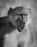 Baboon, South Africa photo