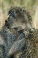 babuino, kruger nacional parque, sur África foto