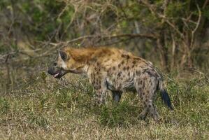 Hyena eating, Kruger National Park, South Africa. photo