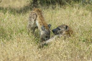 Hyena eating, Kruger National Park, South Africa. photo