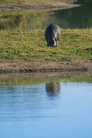 HIPPOPOTAMUS AMPHIBIUS in waterhole, Kruger National park,South Africa photo