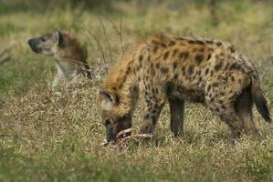 hiena comiendo, kruger nacional parque, sur África. foto