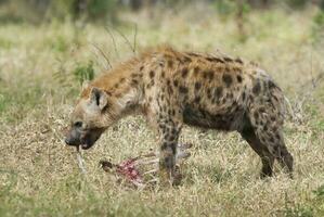 Hyena eating, Kruger National Park, South Africa. photo