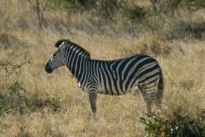 común cebra, sur, África foto