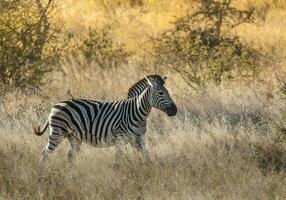 Common Zebra baby, Kruger National Park, South  Africa. photo