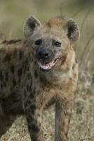 Hyena eating, Kruger National Park, South Africa. photo