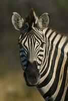 común cebra, kruger nacional parque, sur África. foto