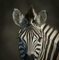 Common Zebra baby, Kruger National Park, South  Africa. photo